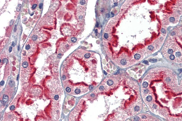 Goat anti-APOBEC3G Antibody