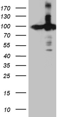 APOBEC4 Antibody