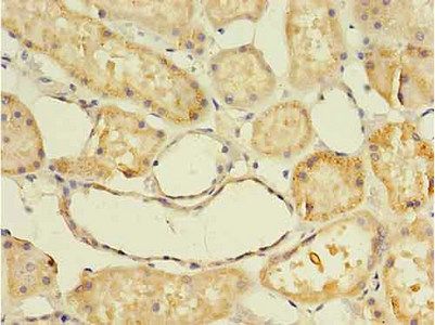 APOD Antibody