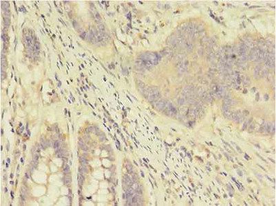 APOD Antibody
