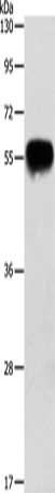 APOH Antibody