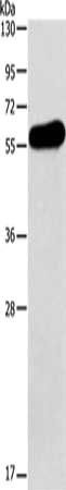 APOH Antibody