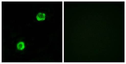 APOL2 Antibody