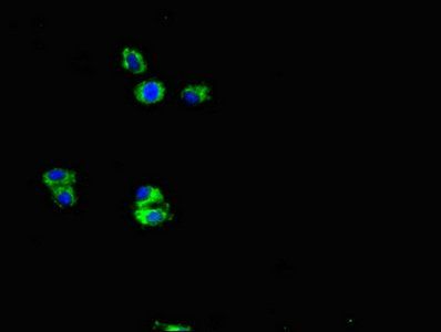 APP Antibody