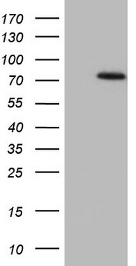 NAE1 Antibody