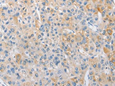 APPBP2 Antibody