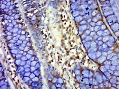 Phospho-AQP2 (Ser264) Rabbit Polyclonal Antibody