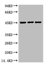 AQP4 Antibody