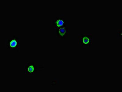 ARAF Antibody