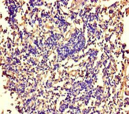 ARAF Antibody