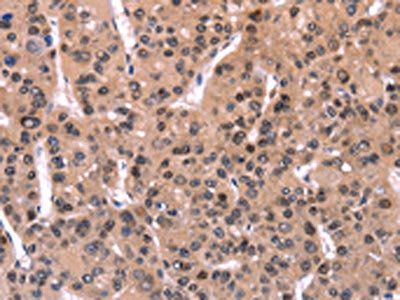 ARC Antibody