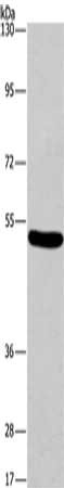 ARC Antibody