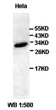 ARC Rabbit Polyclonal Antibody