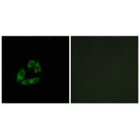 ARFIP1 Antibody