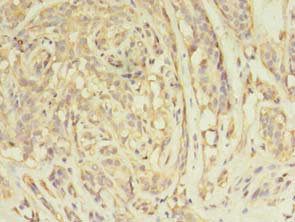 ARFIP2 Antibody