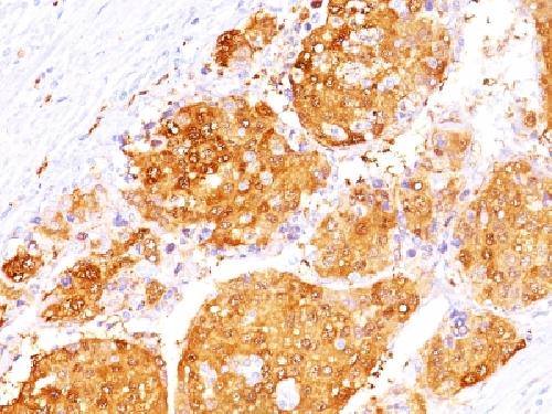 ARG1 Antibody