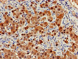 ARG1 Antibody