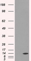 Arginase 1 Antibody