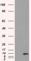 Arginase 1 Antibody
