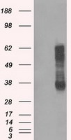 Arginase 1 Antibody