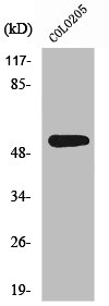 ARHGEF3 Antibody