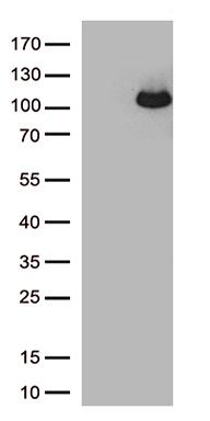 ARHGEF4 Antibody