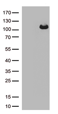 ARHGEF4 Antibody