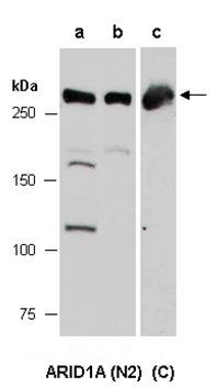 ARID1A (C) Antibody, Rabbit Polyclonal