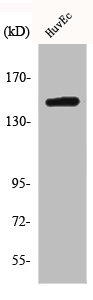 ARID4B Antibody