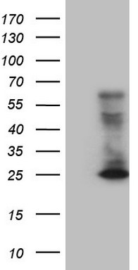 ARIH2 Antibody