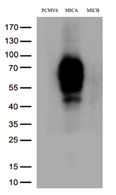 ARIH2 Antibody