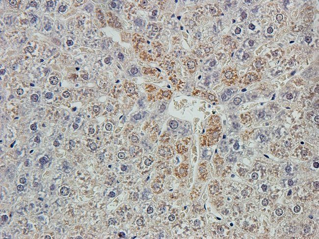 ARL13B Rabbit Polyclonal Antibody