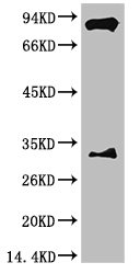 ARNT Antibody