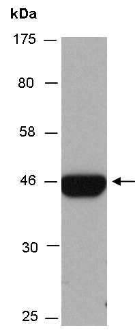 ARRB1 (N) Antibody, Rabbit Polyclonal