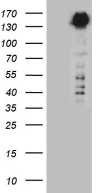 ASB2 Antibody