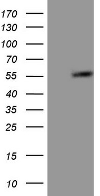 PYDC1 Antibody