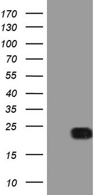 PYDC1 Antibody