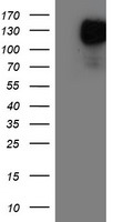 ASCC2 Antibody