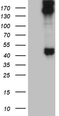 ASH2L Antibody