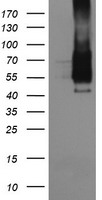 ASGR2 Antibody