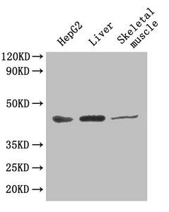 GOT1 Antibody