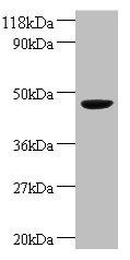 GOT1 Antibody