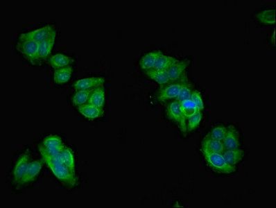 ASZ1 Antibody