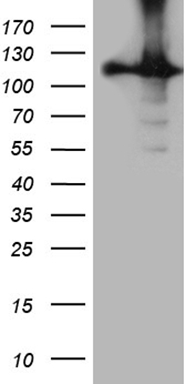 ATF1 Antibody