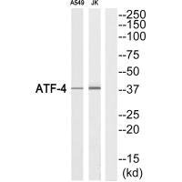 ATF4 Antibody