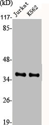 ATF4 Antibody