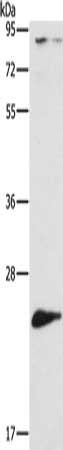 ATG10 Antibody