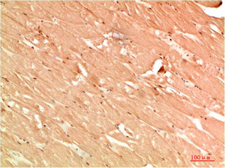 ATG13 Antibody