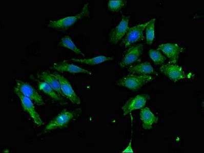 ATG4C Antibody