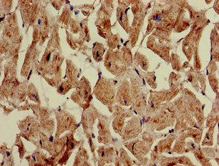 ATG4C Antibody